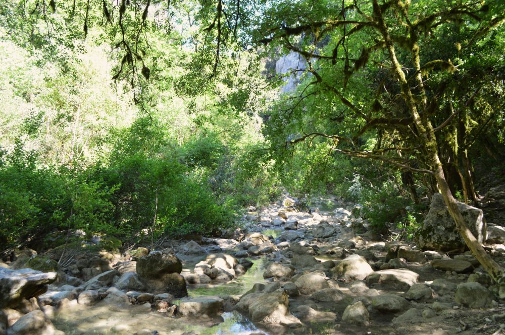 au bord d'une rivière entourée de végétation