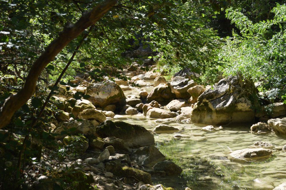au bord d'une rivière entourée de végétation