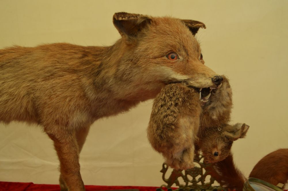 renard empaillé avec un lapin