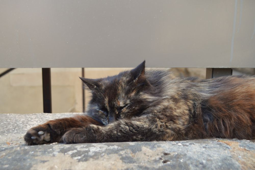 chat endormi