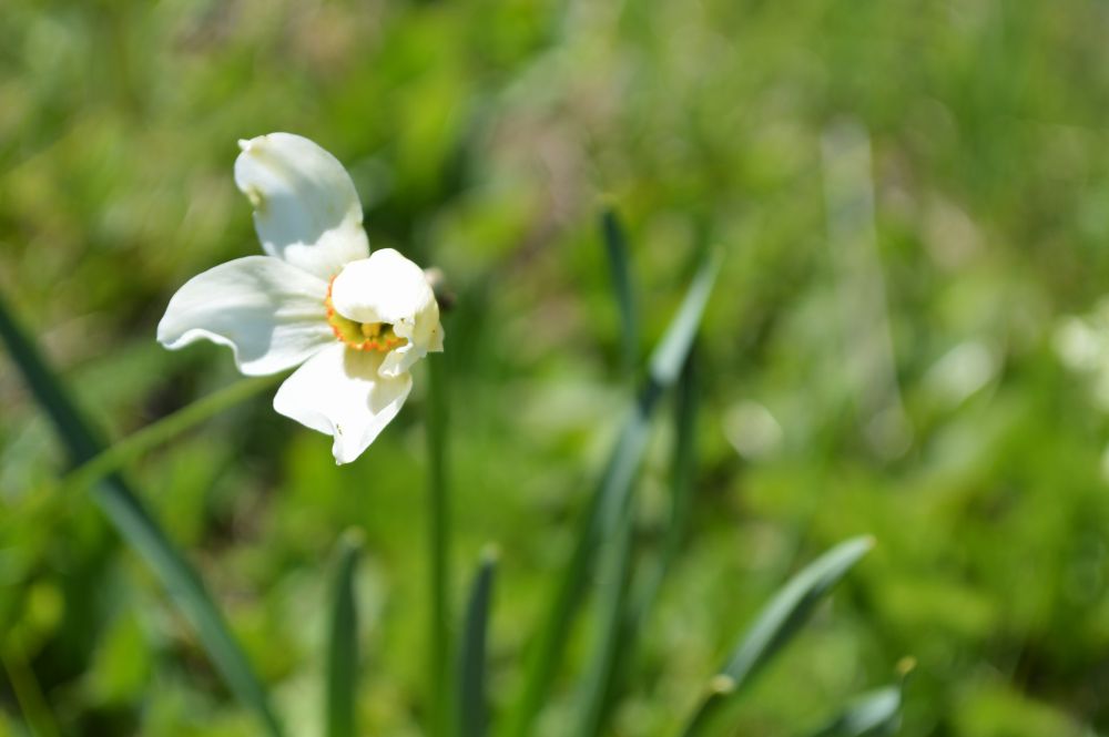 narcisse des poètes