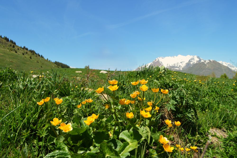 trolles dans une prairie de montagne