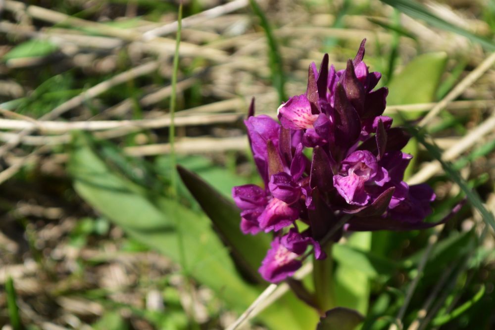 orchidée sauvage