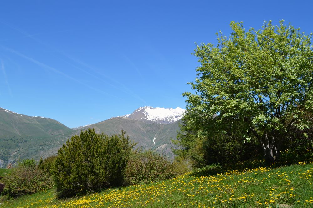 prairie de montagne au printemps
