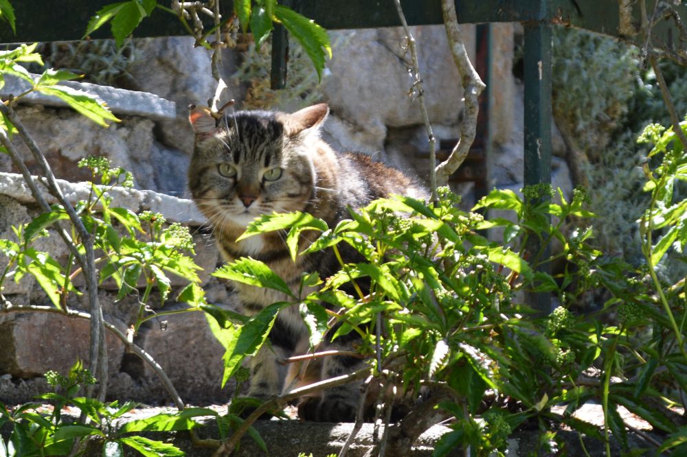 chat observant à travers un feuillage