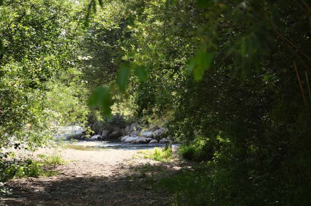 passage sous les arbres menant à une rivière