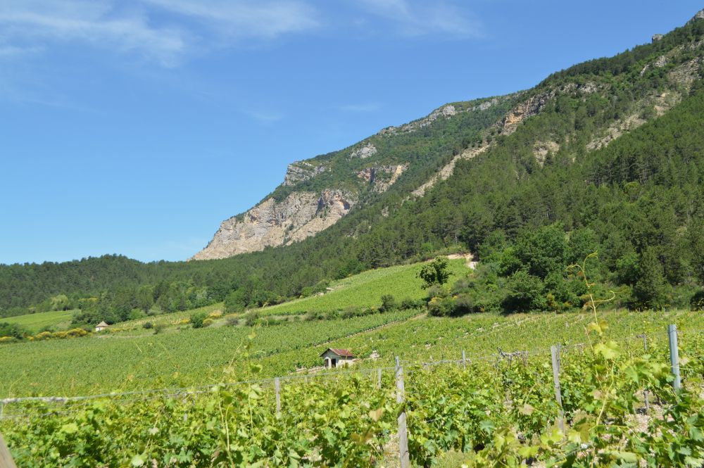 Les vignes de Chatillon en Diois au pied des montagnes