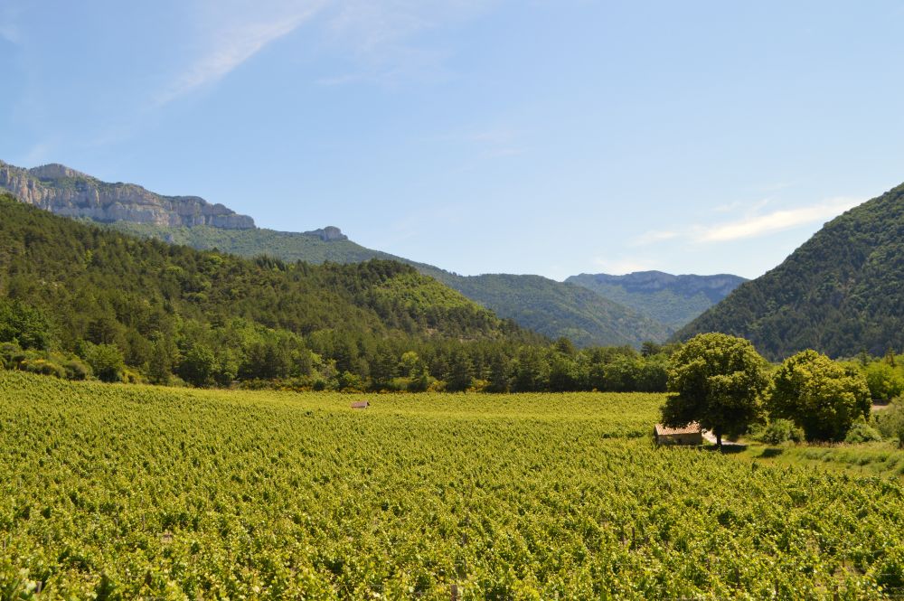 vignes au pied de la montagne