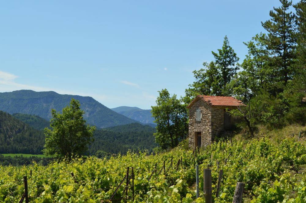 cabanon dans les vignes au pied des montagnes