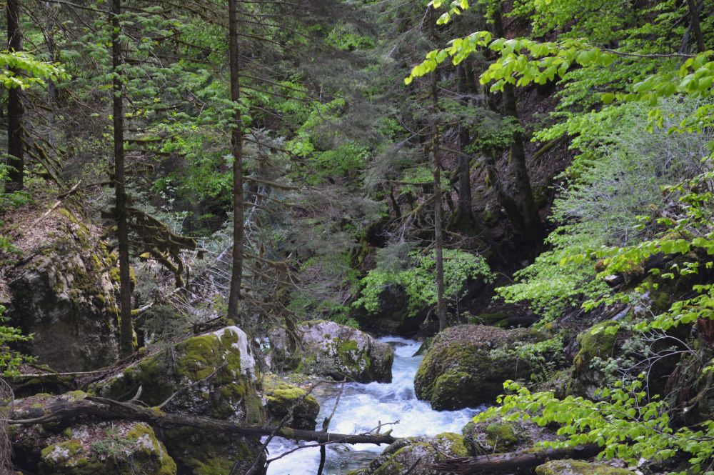 torrent de montagne dans une forêt