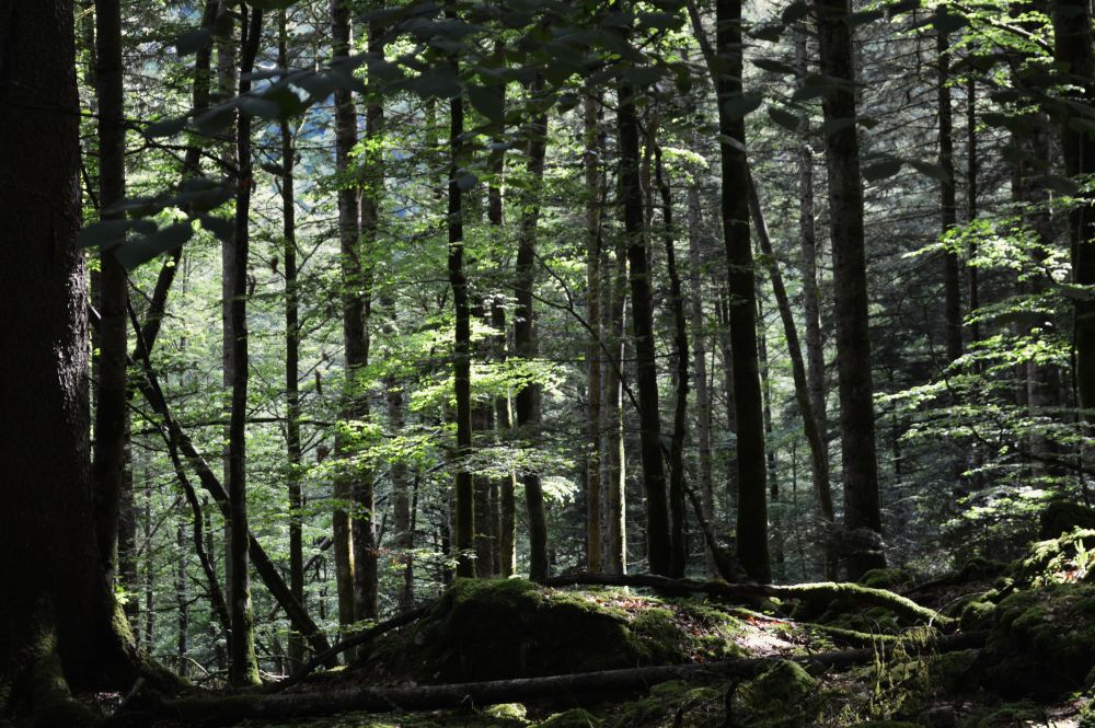 forêt