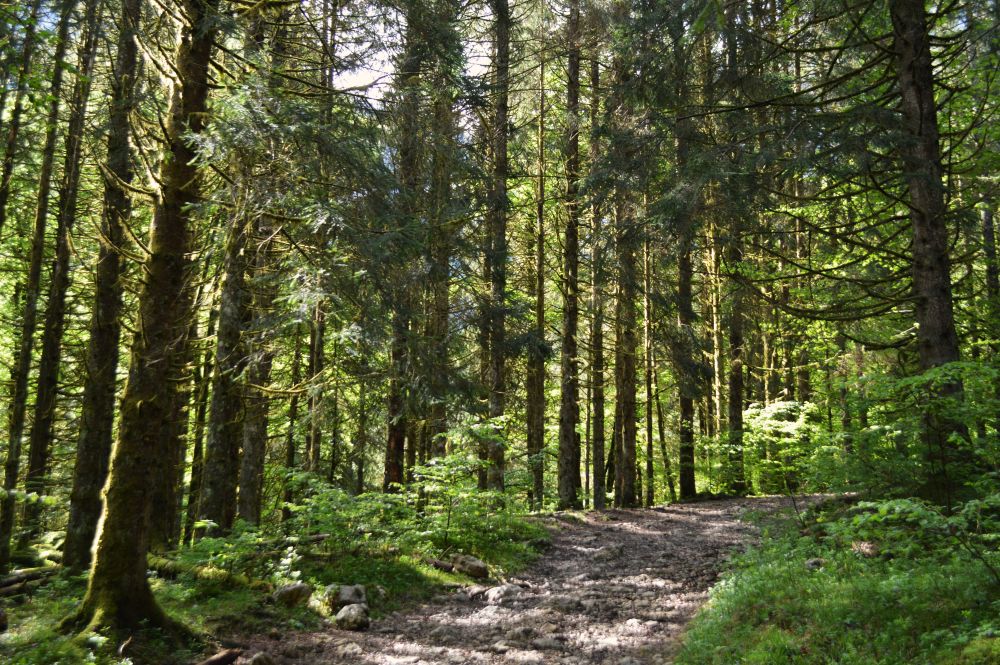 forêt