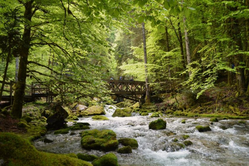 rivière en forêt