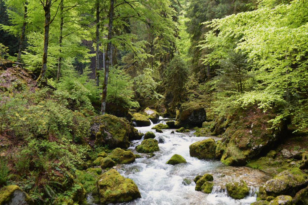 rivière en forêt