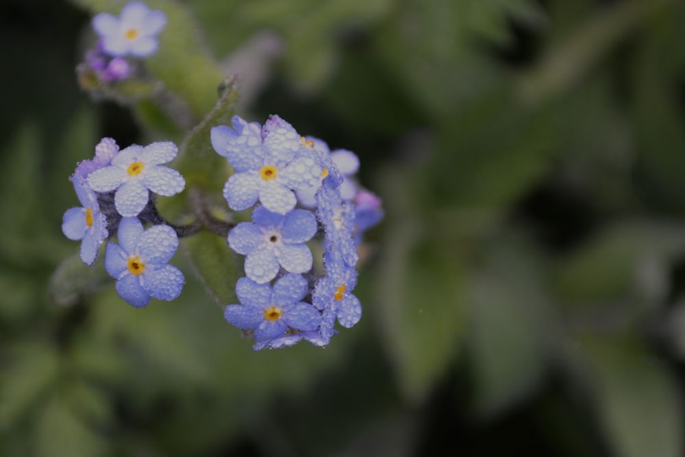 myosotis