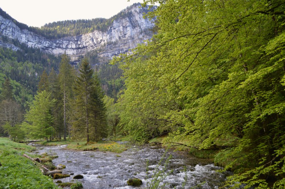 un rivière en montagne bordée d'arbres au pied d'une falaise