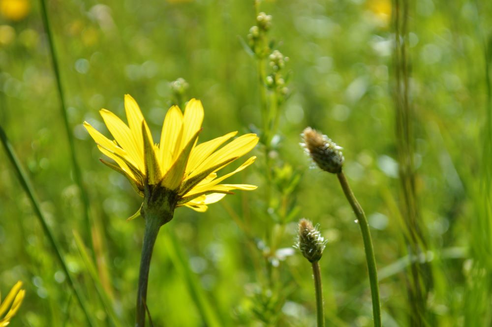 une fleur jaune