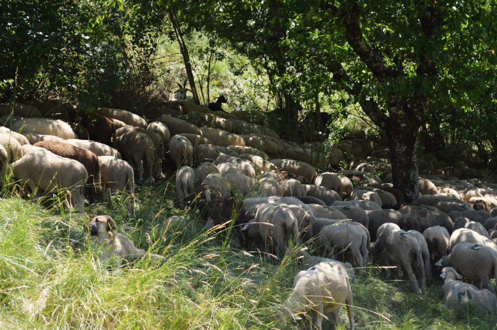 troupeau de brebis se reposant à l'ombre