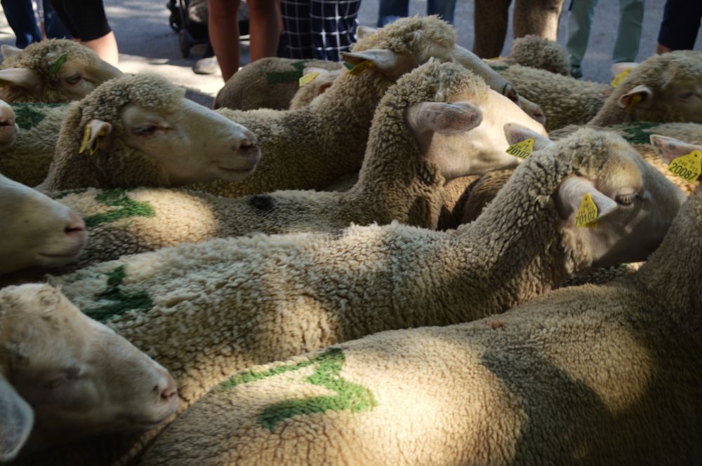 défilé des brebis à la fête de la transhumance