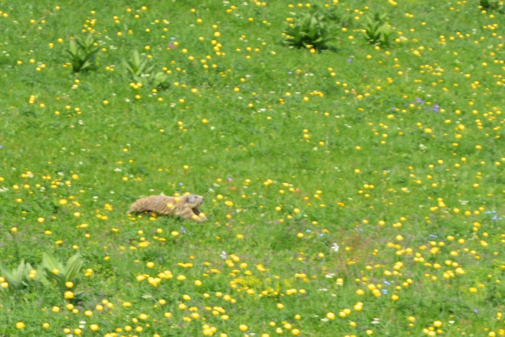 marmotte sur l'alpage