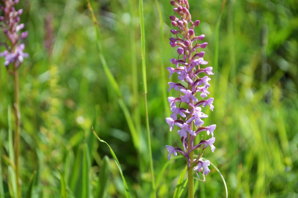 orchidée sauvage