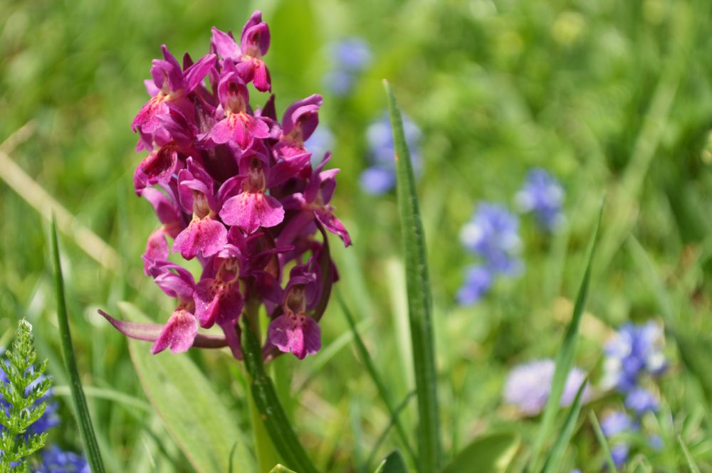 orchidée sauvage