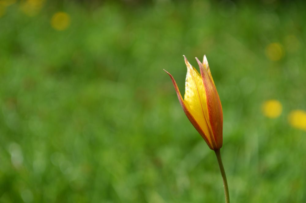 tulipe australe