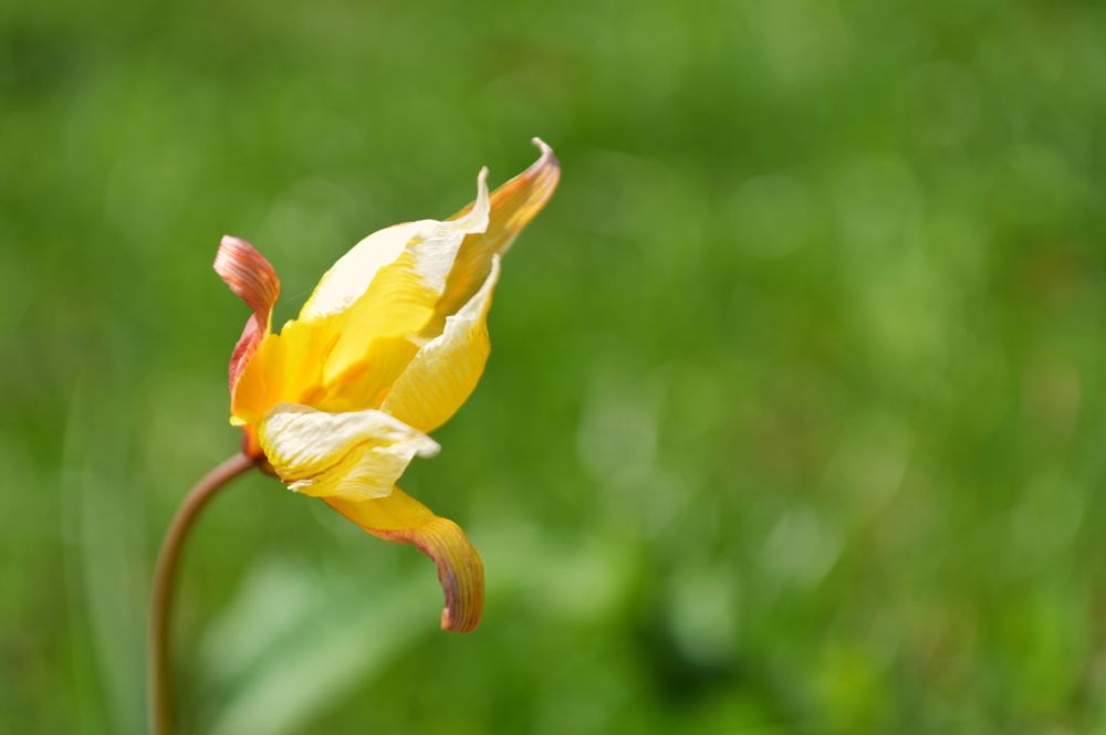 tulipe australe
