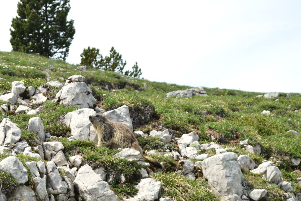marmotte sur l'alpage