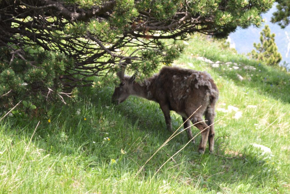 bouquetin sous un arbre