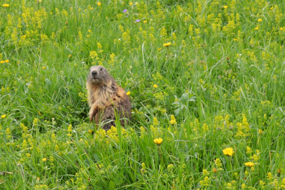 marmotte sur l'alpage