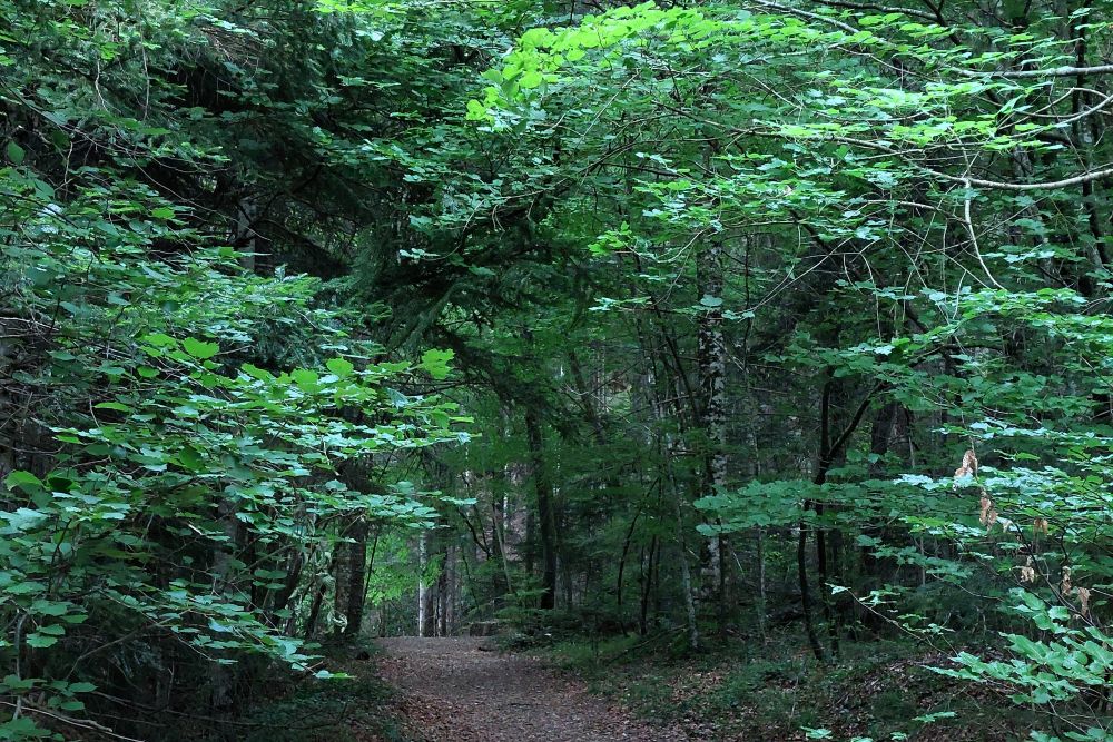 un chemin en forêt