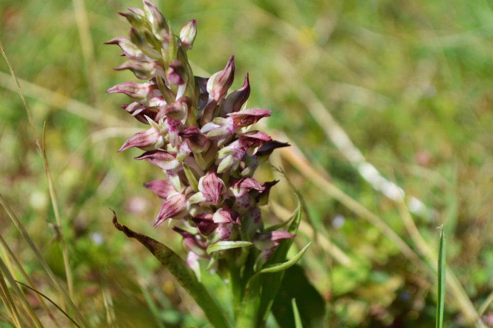 orchis frangans