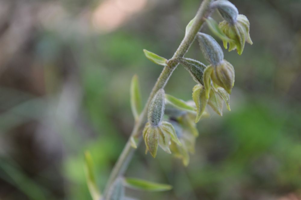 épipactis microphila