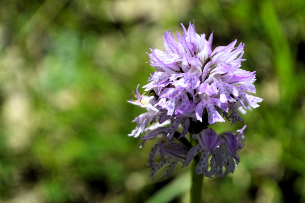 orchis tridenté