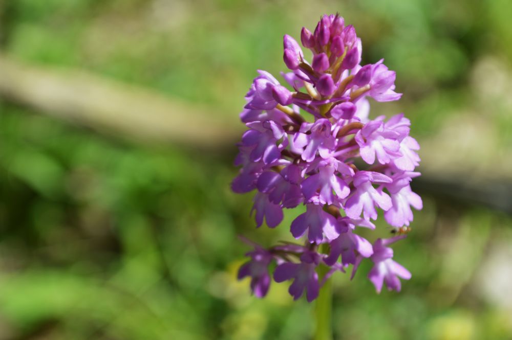 anacamptis pyramidal