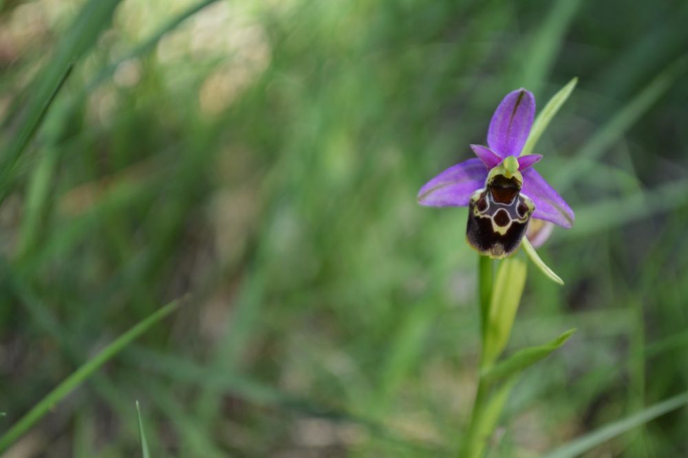 ophrys mouche