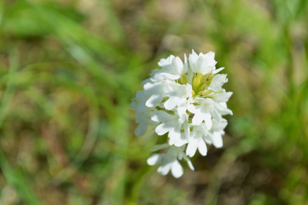 anacamptis pyramidal hypochrome