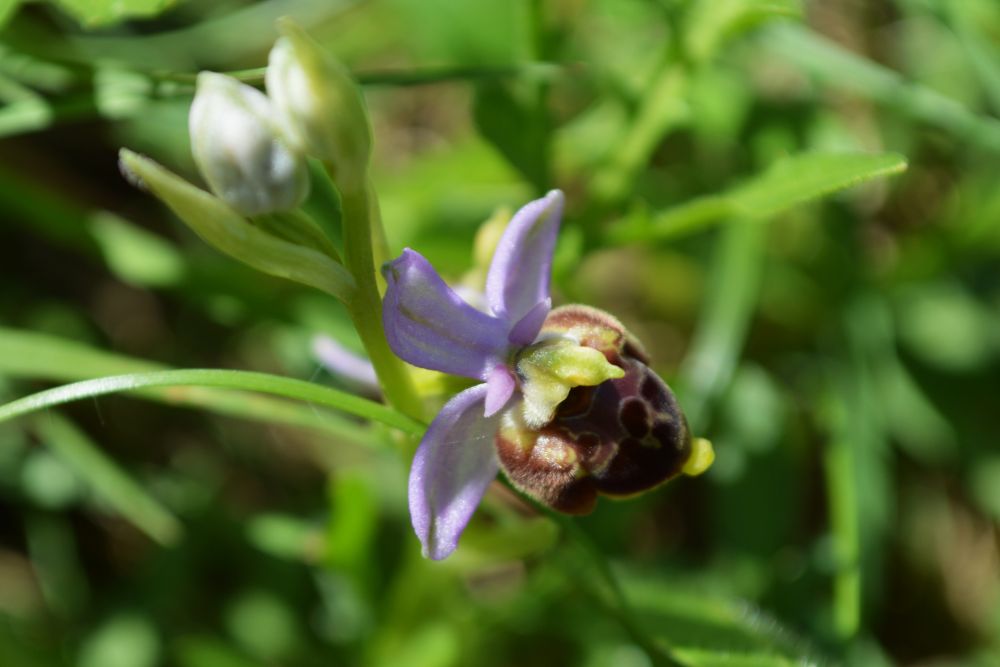 ophrys bécasse