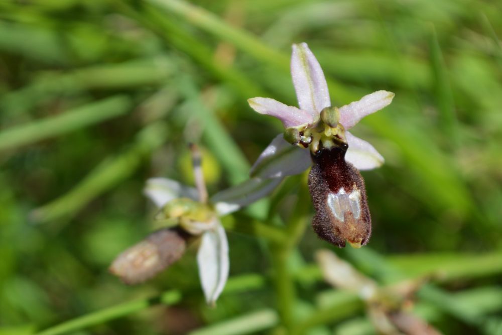 ophrys de la Drôme