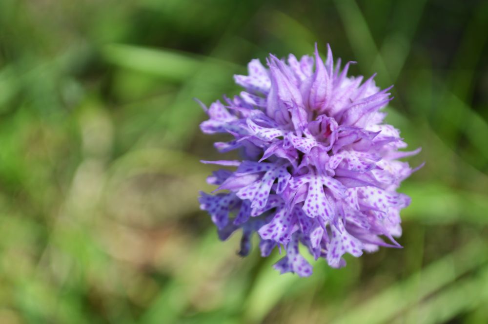 Orchis tridenté