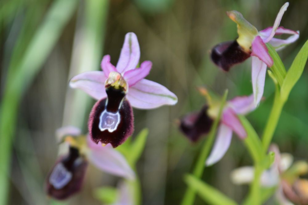 ophrys de la Drôme