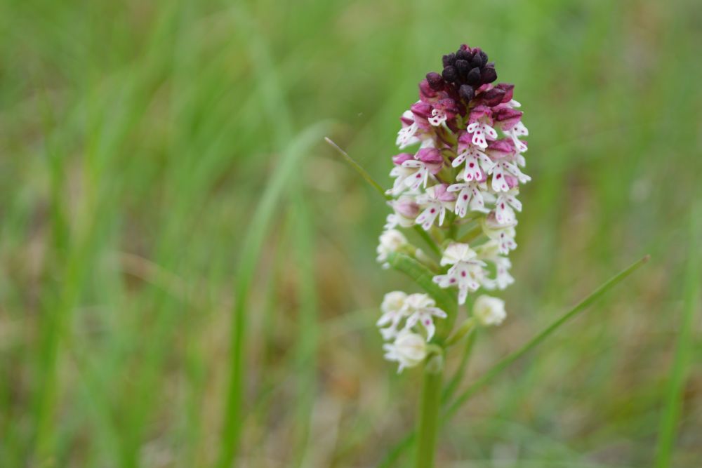 orchis brûlé