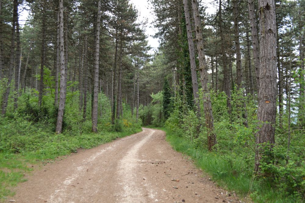 chemin en forêt de sapins