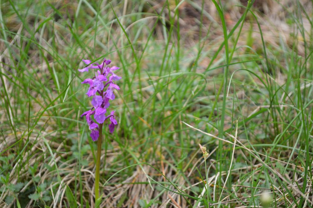 orchidée sauvage