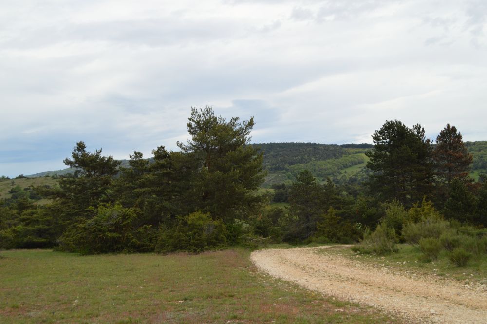 chemin en bord de prairie