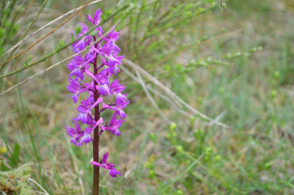 orchidée sauvage