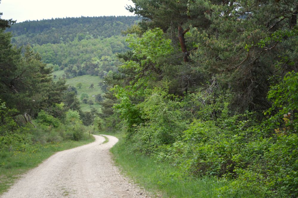 chemin en forêt