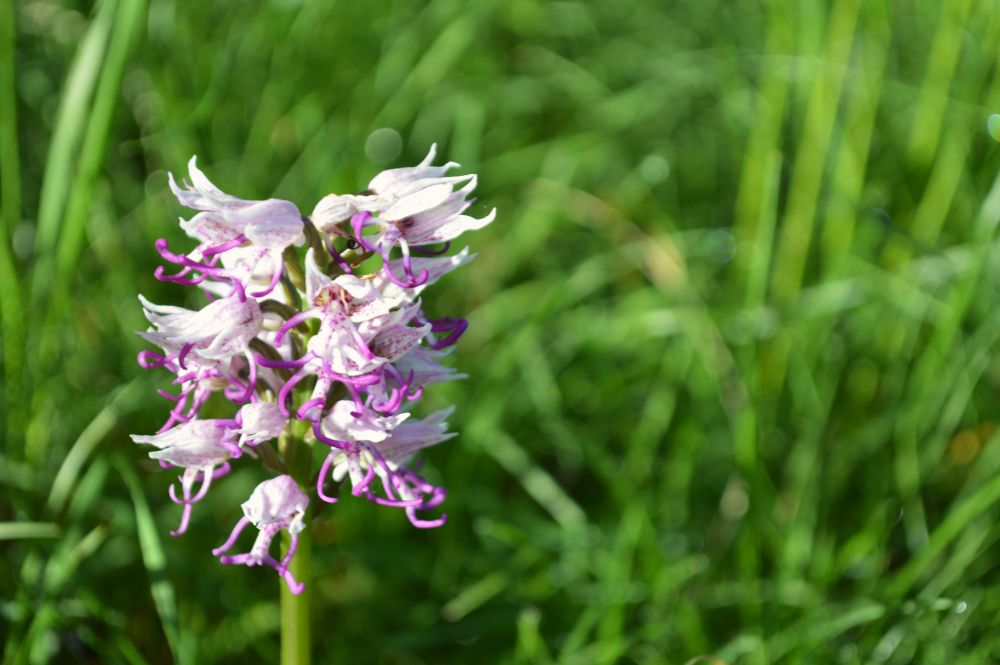 orchidée sauvage