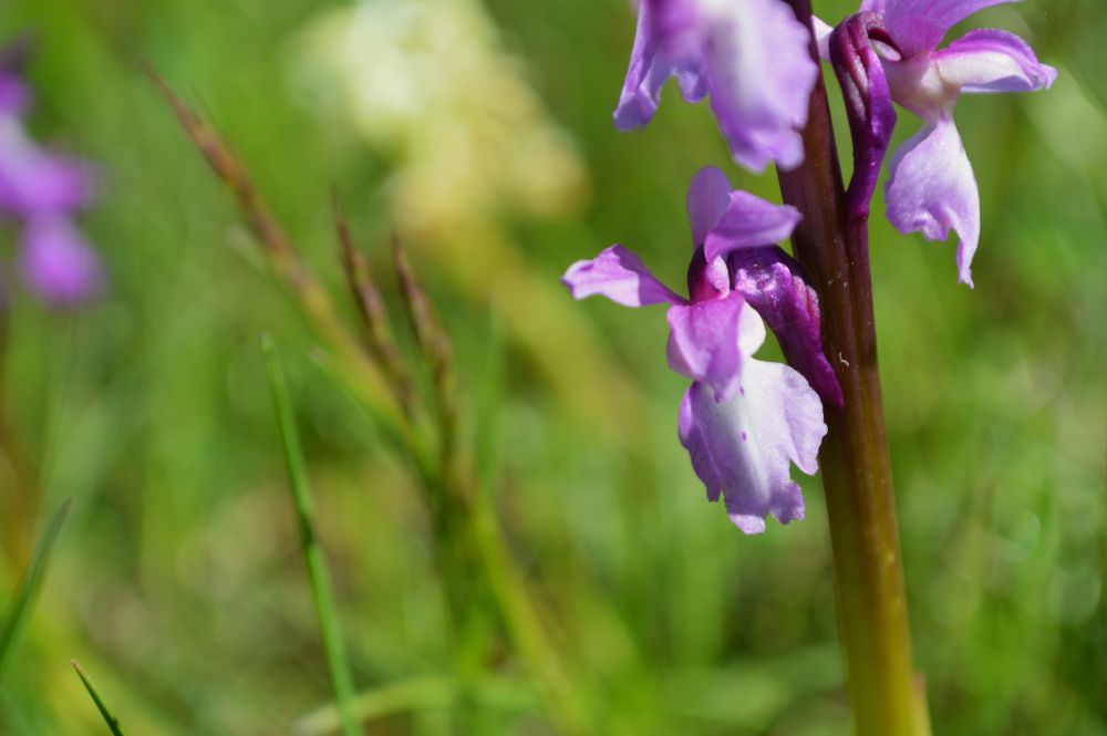 orchidée sauvage